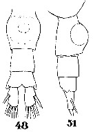 Espce Pleuromamma abdominalis - Planche 31 de figures morphologiques