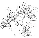 Espce Pleuromamma gracilis - Planche 21 de figures morphologiques