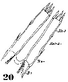 Espce Pleuromamma gracilis - Planche 19 de figures morphologiques