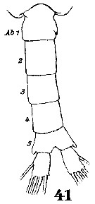 Espce Pleuromamma gracilis - Planche 23 de figures morphologiques