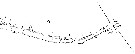 Espce Pleuromamma gracilis - Planche 25 de figures morphologiques