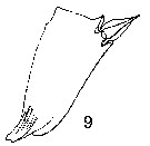 Espce Metridia venusta - Planche 12 de figures morphologiques