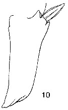 Espce Metridia longa - Planche 10 de figures morphologiques
