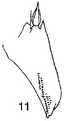 Espce Metridia lucens - Planche 17 de figures morphologiques