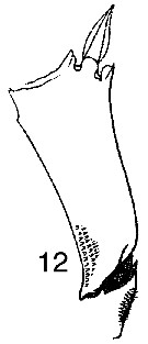 Espce Metridia venusta - Planche 13 de figures morphologiques