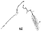 Espce Pleuromamma xiphias - Planche 42 de figures morphologiques