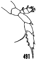 Espce Lucicutia bicornuta - Planche 6 de figures morphologiques