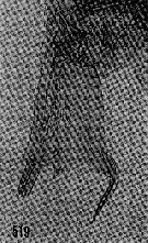 Espce Hemirhabdus grimaldii - Planche 12 de figures morphologiques