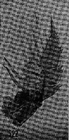 Espce Neorhabdus latus - Planche 11 de figures morphologiques