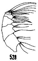 Espce Haloptilus fertilis - Planche 9 de figures morphologiques