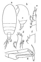 Espce Euchirella rostrata - Planche 1 de figures morphologiques
