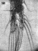 Espce Euaugaptilus digitatus - Planche 10 de figures morphologiques