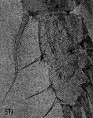 Espce Euaugaptilus bullifer - Planche 13 de figures morphologiques