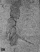 Espce Nullosetigera helgae - Planche 14 de figures morphologiques