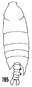 Espce Pontellopsis perspicax - Planche 11 de figures morphologiques