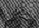 Espce Aegisthus aculeatus - Planche 5 de figures morphologiques