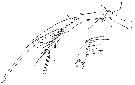 Espce Aegisthus mucronatus - Planche 18 de figures morphologiques