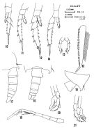Espce Candacia ketchumi - Planche 2 de figures morphologiques