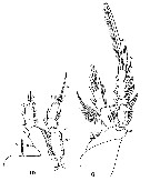 Espce Aegisthus mucronatus - Planche 19 de figures morphologiques