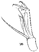 Espce Corycaeus (Agetus) limbatus - Planche 16 de figures morphologiques