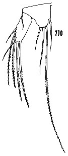 Espce Distioculus minor - Planche 8 de figures morphologiques