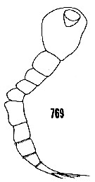 Espce Distioculus minor - Planche 7 de figures morphologiques