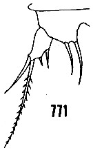 Espce Distioculus minor - Planche 9 de figures morphologiques
