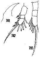 Species Oithona pseudofrigida - Plate 5 of morphological figures