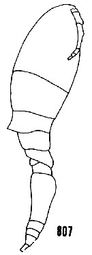 Espce Triconia conifera - Planche 27 de figures morphologiques