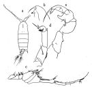 Espce Pontellopsis villosa - Planche 1 de figures morphologiques