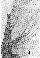 Espce Labidocera nerii - Planche 7 de figures morphologiques