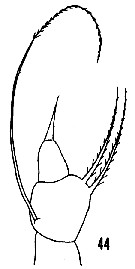 Espce Arietellus armatus - Planche 3 de figures morphologiques