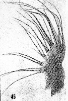 Espce Disseta palumbii - Planche 33 de figures morphologiques
