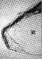 Espce Hemirhabdus grimaldii - Planche 14 de figures morphologiques