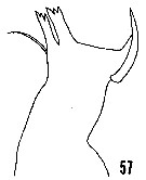 Espce Heterorhabdus papilliger - Planche 18 de figures morphologiques