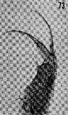 Espce Hemirhabdus grimaldii - Planche 15 de figures morphologiques