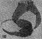 Espce Pontellopsis perspicax - Planche 12 de figures morphologiques