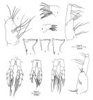 Espce Calanus hyperboreus - Planche 1 de figures morphologiques