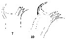 Espce Heterorhabdus papilliger - Planche 23 de figures morphologiques