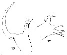 Espce Paraheterorhabdus (Paraheterorhabdus) vipera - Planche 12 de figures morphologiques