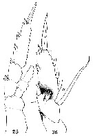 Espce Heterostylites longicornis - Planche 18 de figures morphologiques