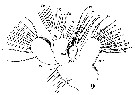 Espce Lucicutia flavicornis - Planche 23 de figures morphologiques