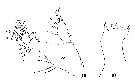 Espce Lucicutia flavicornis - Planche 22 de figures morphologiques