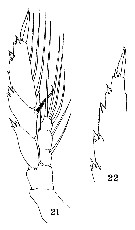 Espce Lucicutia flavicornis - Planche 26 de figures morphologiques