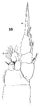 Espce Lucicutia longiserrata - Planche 7 de figures morphologiques