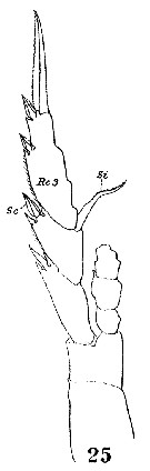 Espce Lucicutia longiserrata - Planche 9 de figures morphologiques