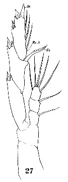 Espce Lucicutia clausi - Planche 14 de figures morphologiques
