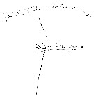 Espce Lucicutia clausi - Planche 15 de figures morphologiques