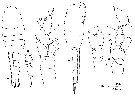Espce Lucicutia grandis - Planche 12 de figures morphologiques