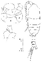 Espce Pleuromamma borealis - Planche 10 de figures morphologiques